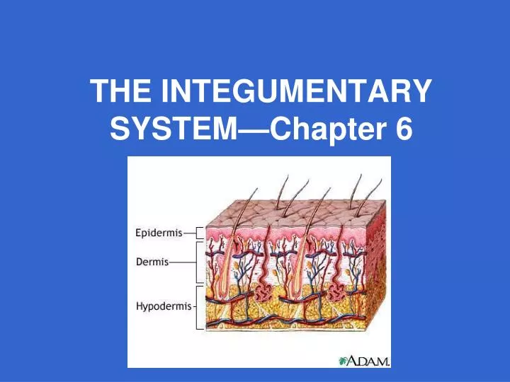 the integumentary system chapter 6