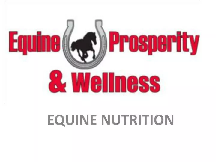 equine nutrition