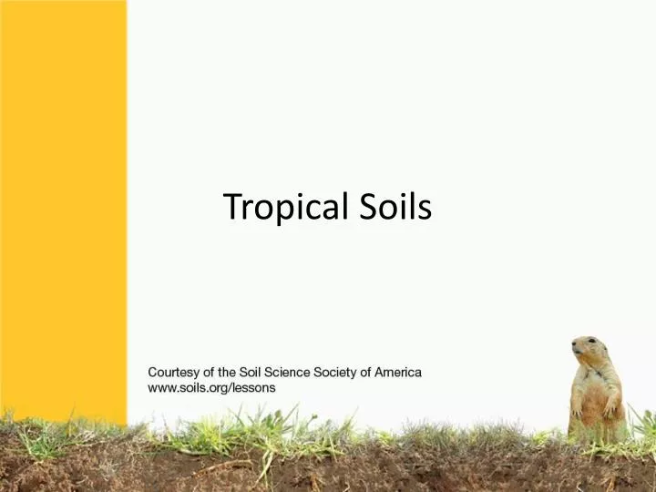 tropical soils