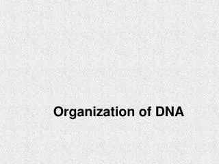 Organization of DNA
