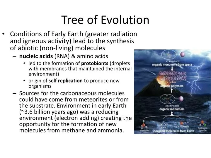tree of evolution