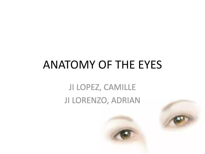 anatomy of the eyes