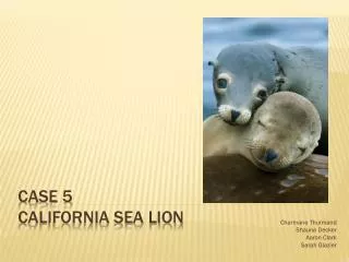 Case 5 California Sea Lion