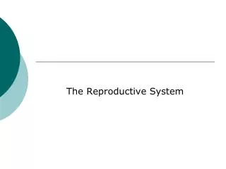 the reproductive system