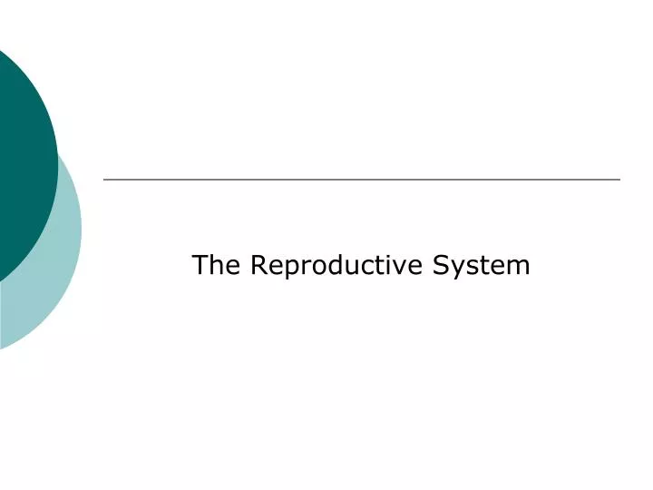 the reproductive system