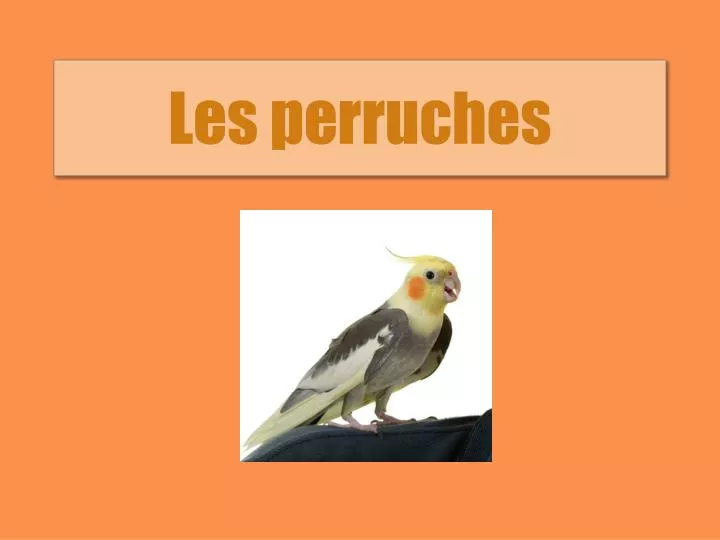 les perruches