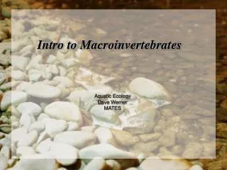 Intro to Macroinvertebrates