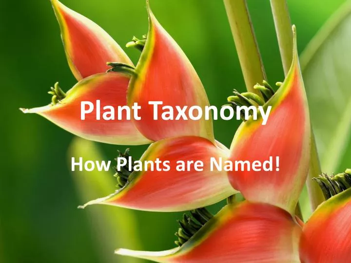 plant taxonomy