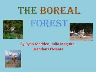 the boreal forest
