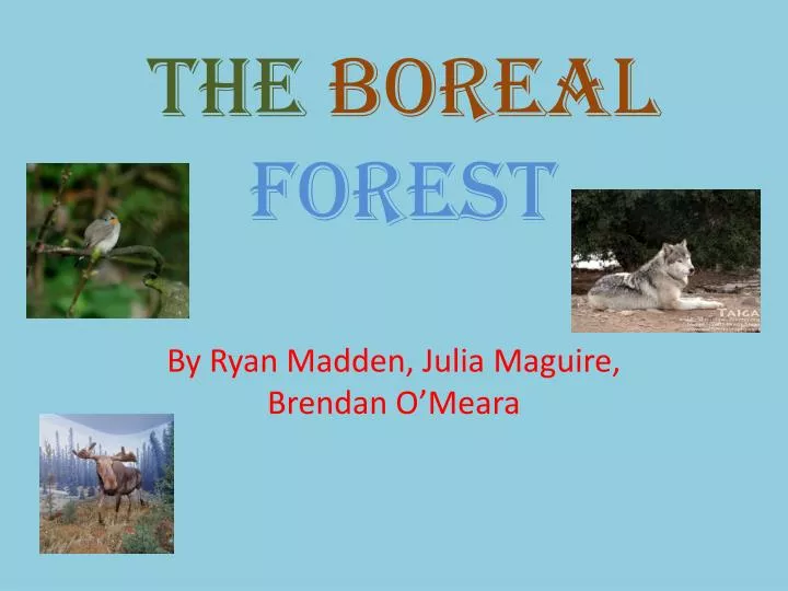the boreal forest