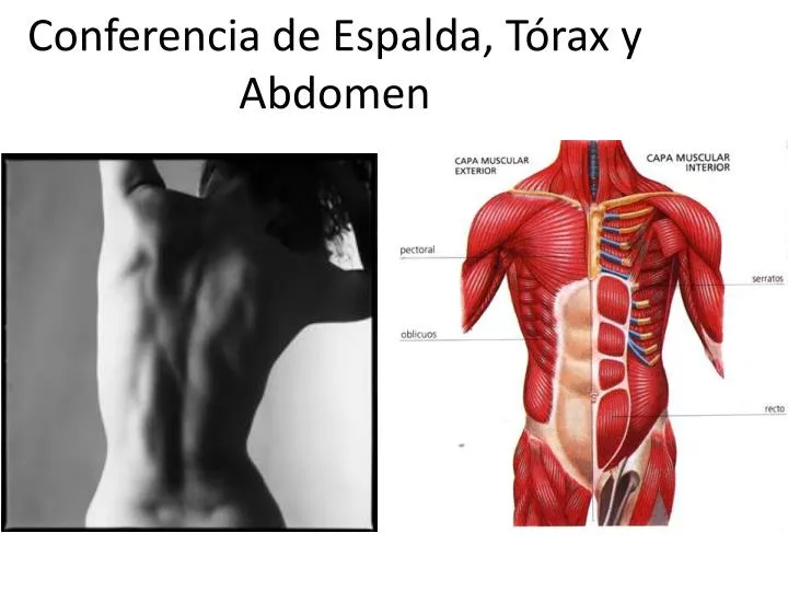 conferencia de espalda t rax y abdomen