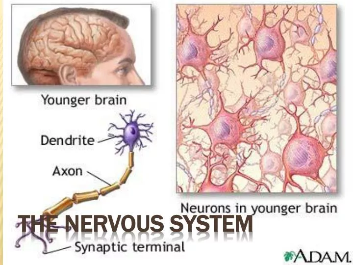 the nervous system