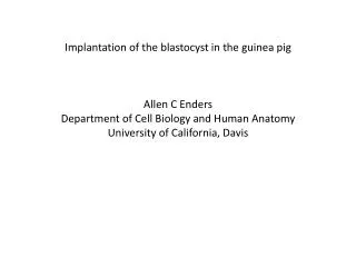 Implantation of the blastocyst in the guinea pig Allen C Enders