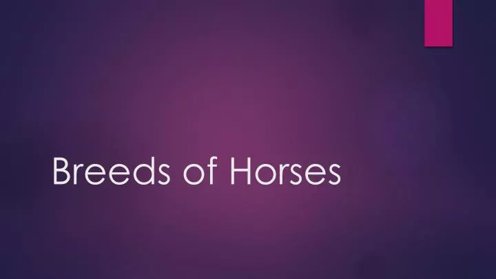 breeds of horses