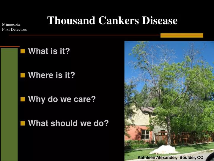 thousand cankers disease