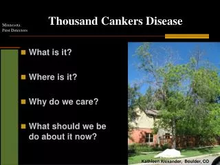 Thousand Cankers Disease