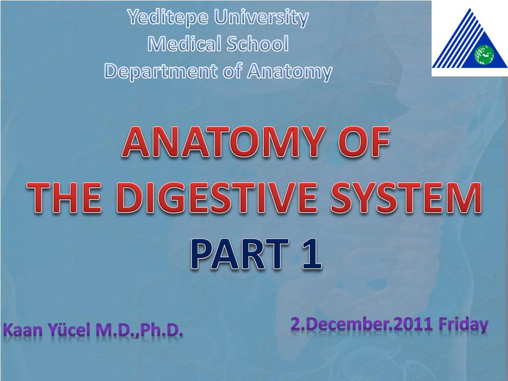 PPT - ANATOMY OF THE DIGESTIVE SYSTEM PART 1 PowerPoint Presentation ...