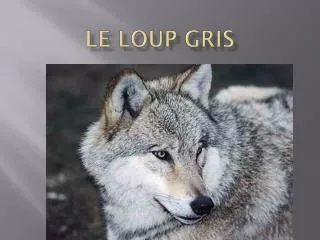 le loup gris