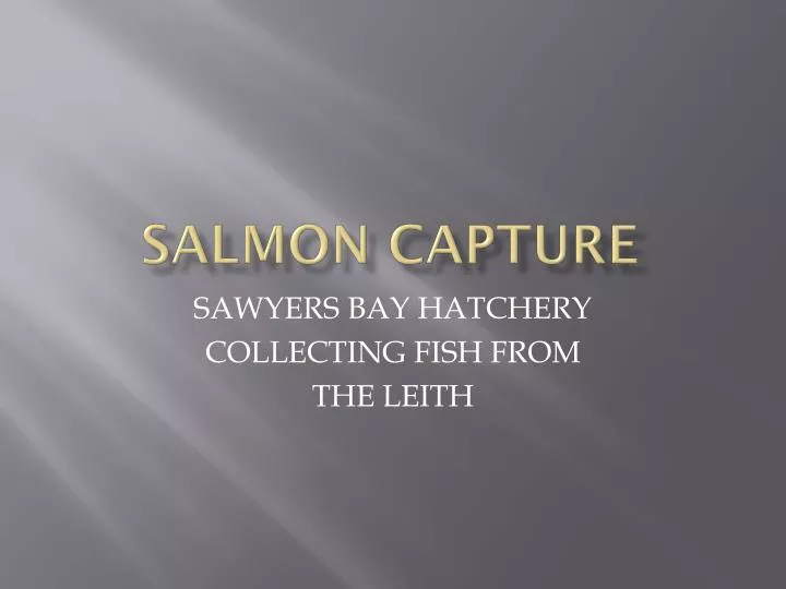 salmon capture