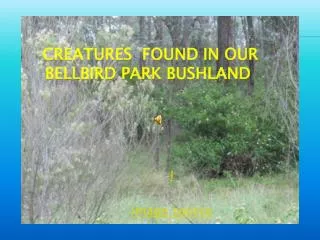 creatures found in our BELLBIRD PARK bushland