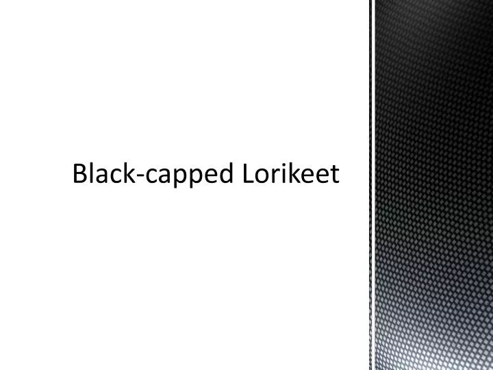 black capped lorikeet