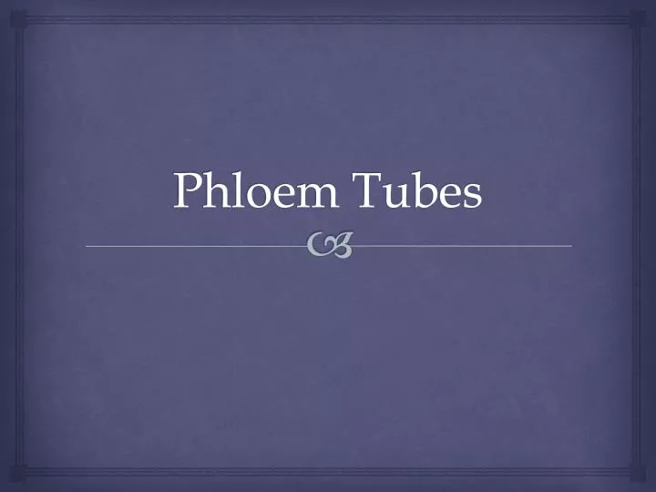 phloem tubes