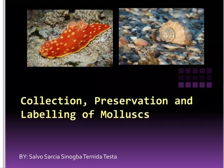 collection preservation and labelling of molluscs