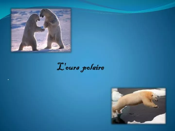 l ours polaire