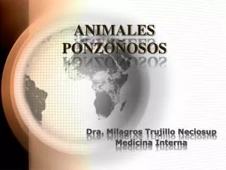 animales ponzo osos