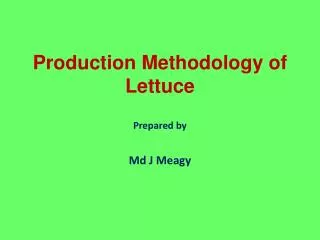 Production Methodology of Lettuce