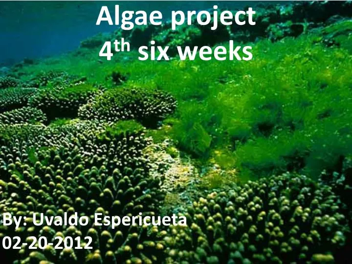 algae project 4 th six weeks