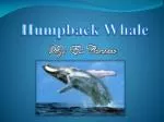 Humpback Whale - slide 1