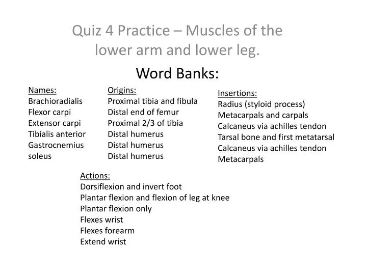 quiz 4 practice muscles of the lower arm and lower leg word banks