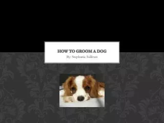 How to Groom a Dog