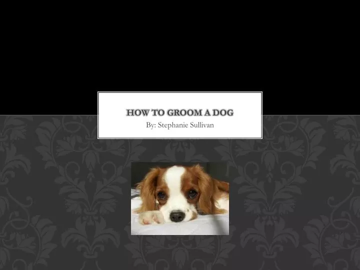 how to groom a dog