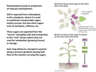 Photosynthesis leads to production of reduced carbohydrates. G3P is exported from chloroplasts