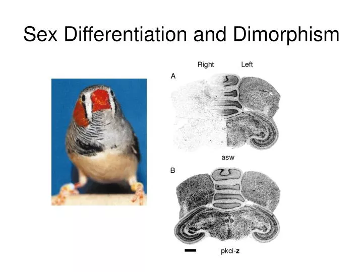 sex differentiation and dimorphism