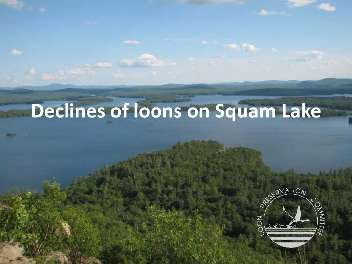 declines of loons on squam lake