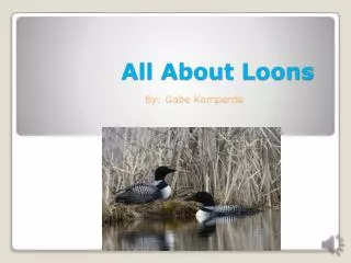 All About Loons