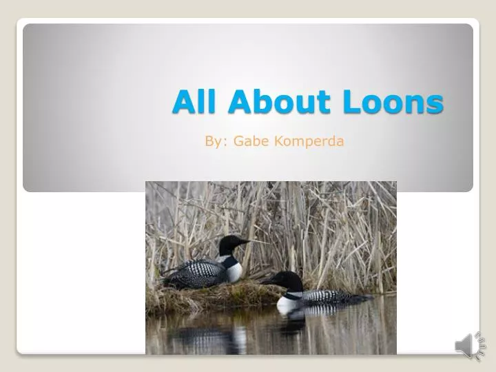 all about loons
