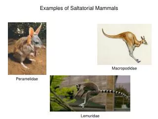 Examples of Saltatorial Mammals