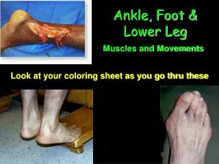 Ankle, Foot &amp; Lower Leg