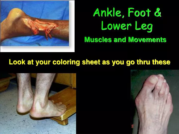 ankle foot lower leg