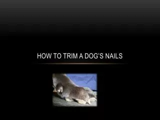 How to trim a dog’s nails