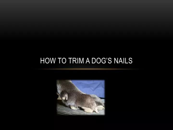how to trim a dog s nails