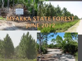 Myakka State Forest June 2012