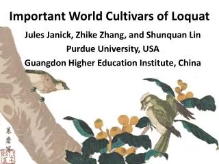 Important World Cultivars of Loquat