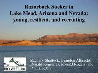 Razorback Sucker in Lake Mead, Arizona and Nevada: young , resilient, and recruiting