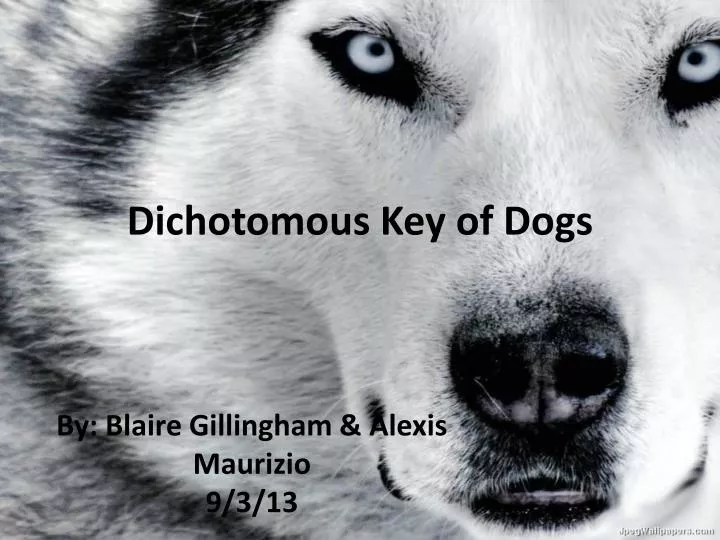 dichotomous key of dogs