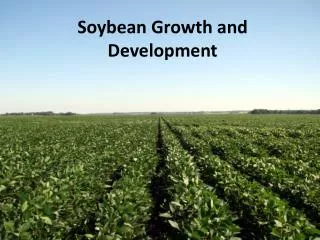 Soybean Growth and Development